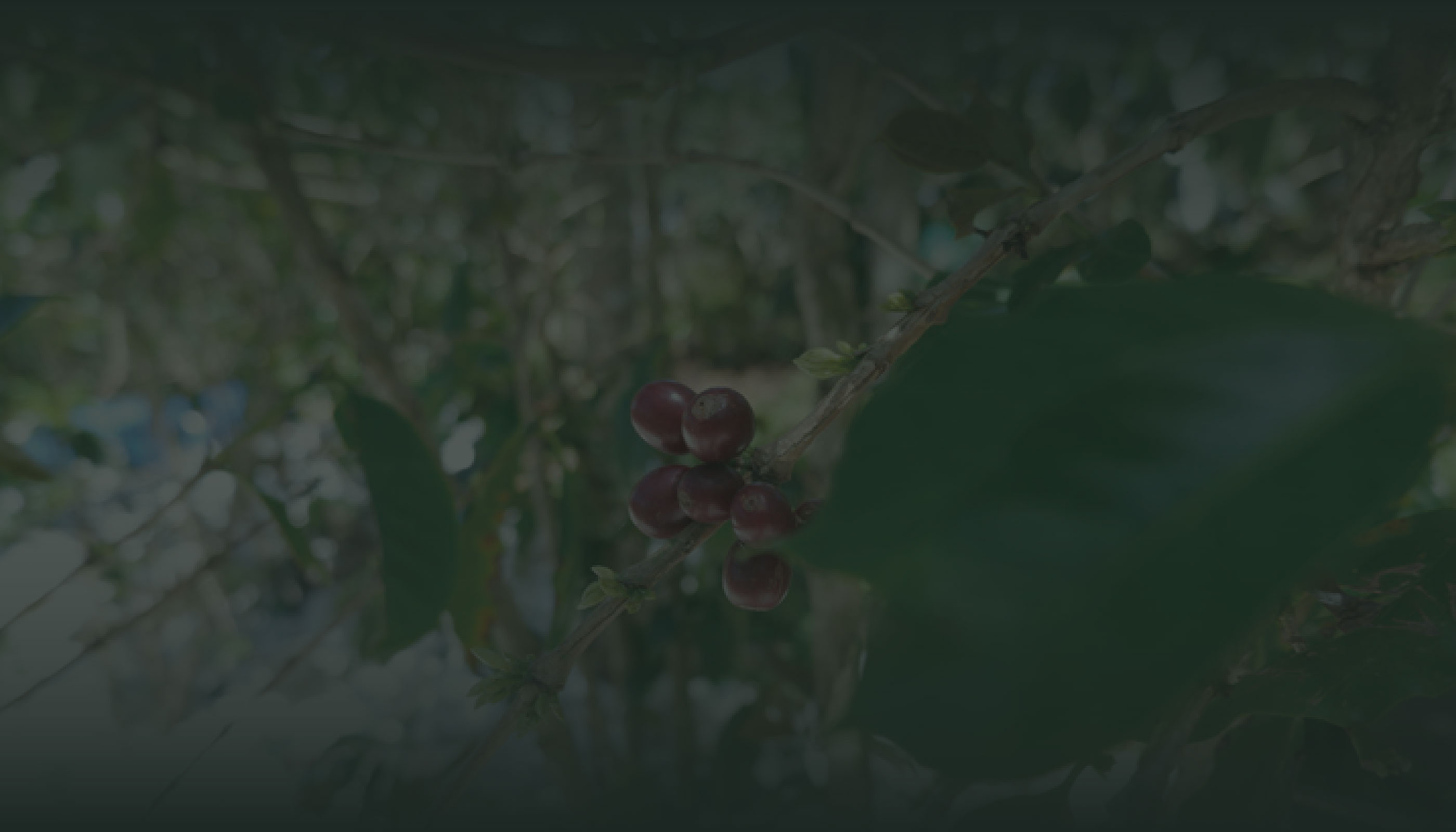 コーヒー木の風景