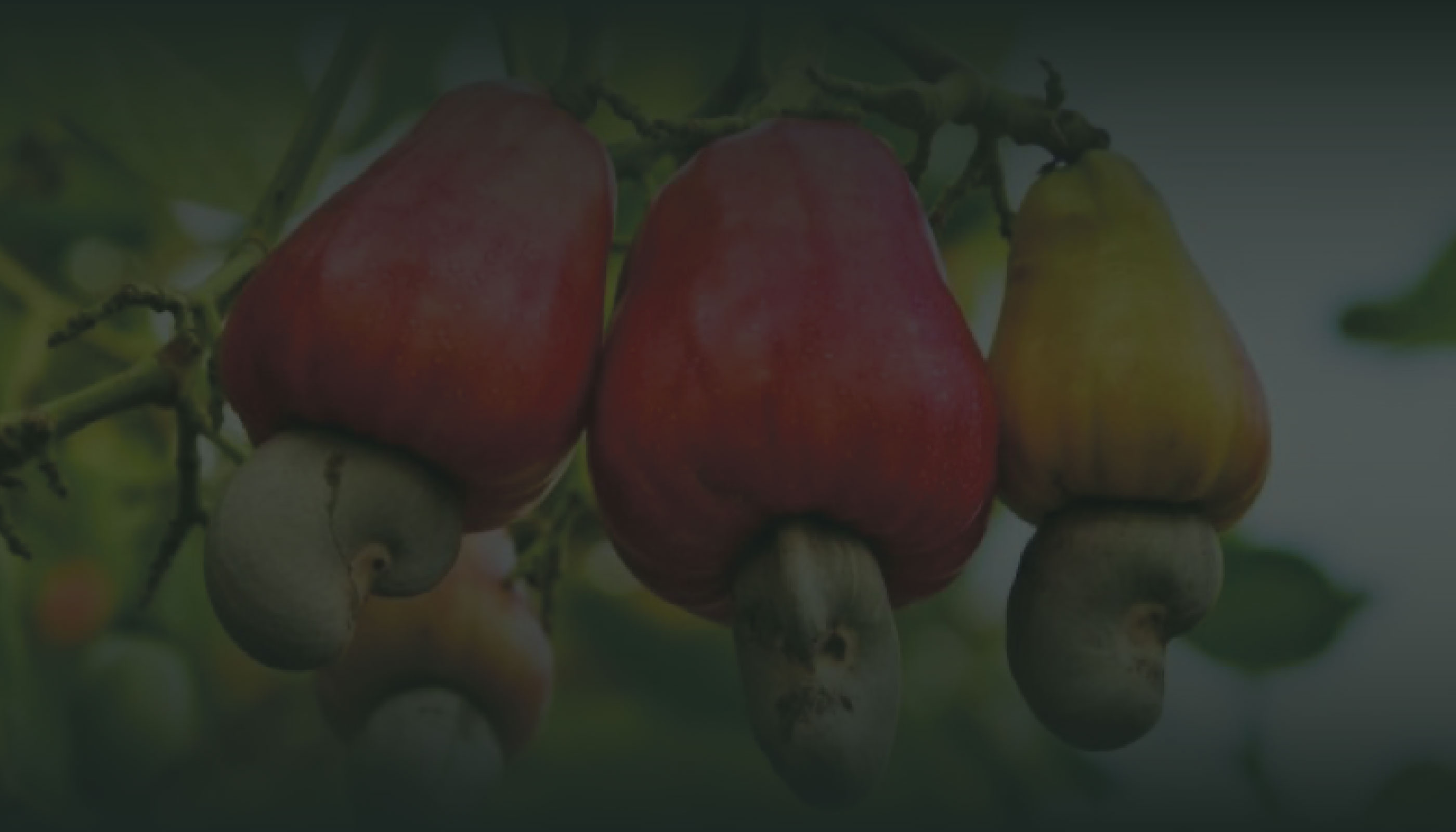 ローストカシュ-の木の風景