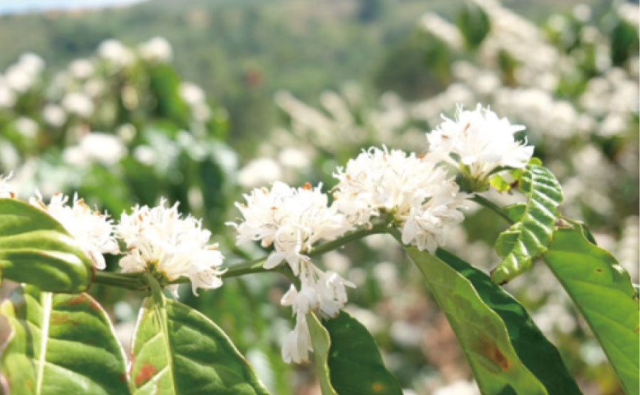 丁寧に作られた高品質なコーヒー03