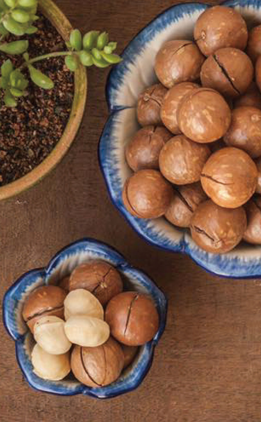 中央高地の最高マッカ種子